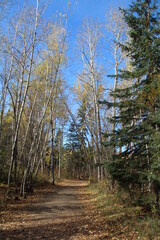 Trees Above The Trail,  Whitemud Park, Edmonton, Alberta