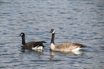 Goose Looking, William Hawrelak Park, Edmonton, Alberta