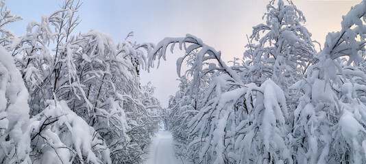 Cold winter panorama of snow covered branches over snowy track in frozen forest