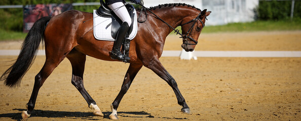 Dressage horse Horse with rider in the dressage arena, close-up of the side at a trot..