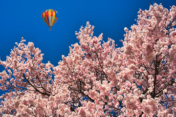 高遠城址公園の満開の桜
