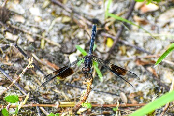 band-winged dragonlet skimmer dragonfly