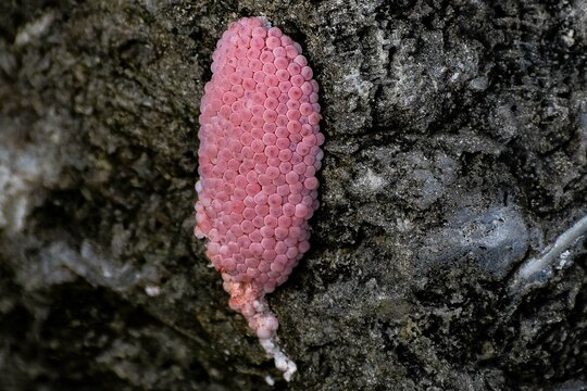cluster of pink snail eggs in Everglades National Park