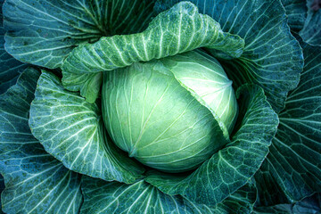 Fototapeta Big green cabbage on the farm. Vegetarian food background. obraz