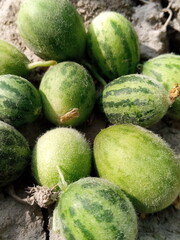 melons in a market