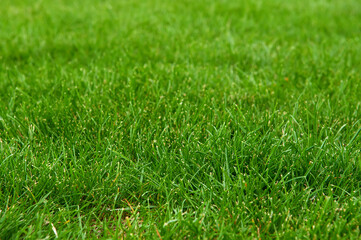 green grass background, Green grass pattern