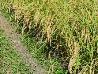 9月（秋） 収穫直前の稲