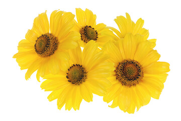Yellow garden decorative  sunflowers  isolated