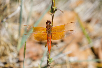 Flame (firecracker) Skimmer sunbathing on a plant. Santa Clara County, California, USA.