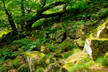 Landschaft und Blockschutthalden an der Milseburg, Bioshärenreservat Rhön, Hessen, Deutschland