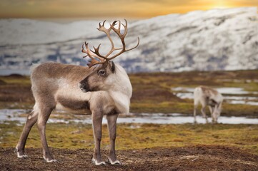 Brown reindeer standing near snowy mountains in winter in Norway at sunset 