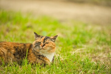 Naklejka premium Sleepy brown cat resting on the lawn in Japan