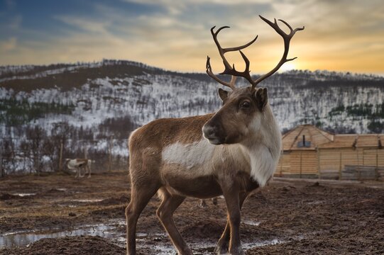 Brown reindeer standing near snowy mountains in winter in Norway at sunset 
