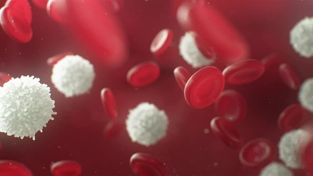 4K White Blood Cells