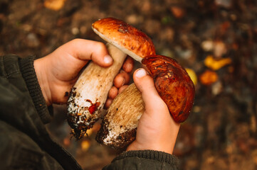 A small child is holding porcini mushrooms in his hands. Boletus with brown hats. Collecting and harvesting mushrooms. Leisure with children and truancy in the autumn forest