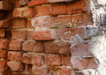 daisies in brick wall