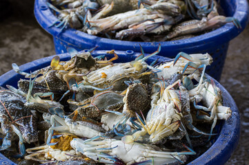 Blue swimming crab in basket
