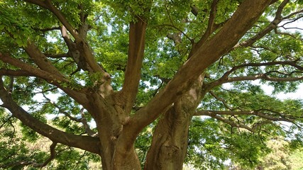 tree in the park