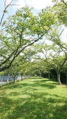 trees in the park