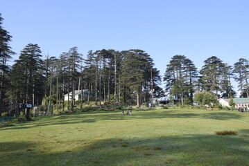 Beautiful view trees