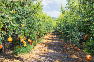Pomegranate orchard with rows of trees with ripe fruits on the branches. Israel