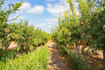 Fototapeta na wymiar Pomegranate orchard with rows of trees with ripe fruits on the branches. Israel
