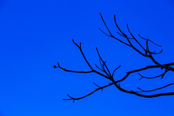 branches in the blue background