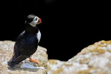 bird puffin with a large black copy space for advertising