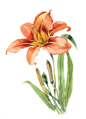Orange lily folwer with buds watercolor isolated on white background illustration for all prints.