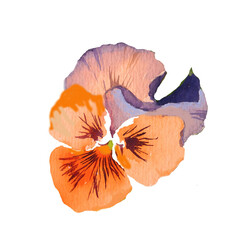 Orange pansy watercolor isolated on white backgroundillustration for all prints.
