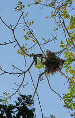 Two Malayan Giant Squirrels peer down from high tree branches