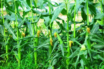 Gordijnen 玉蜀黍畑の風景5 © ken1344