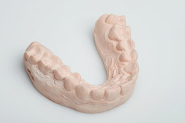 Model of human jaw