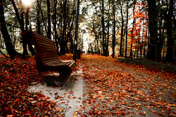 fall in the park