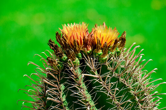 cactus flower of northwestern sinaloa in the desert