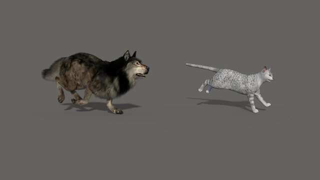 the dog chases the cat , animation, transparent background