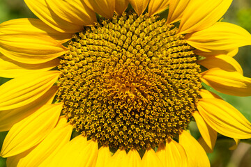 Naklejka premium Sunflower Field. Beautiful sunflowers on sunny summer day.