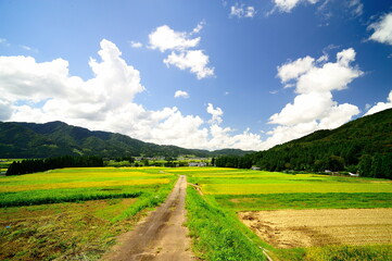 下り坂に沿って日本の田んぼが連なる