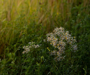Green background of grass and wildflowers. Natural landscape in summer, seasonal photography