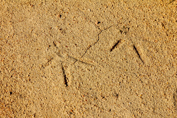 Great bustard (Otis tarda), footprint on dry ground, steppe bird.
