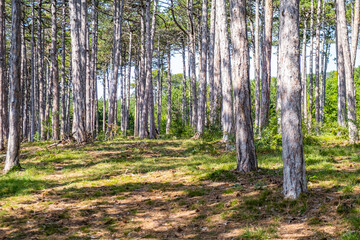green trees in spring forest