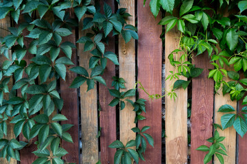 Ivy plant, wild grapes, against the background of a wooden striped brown fence