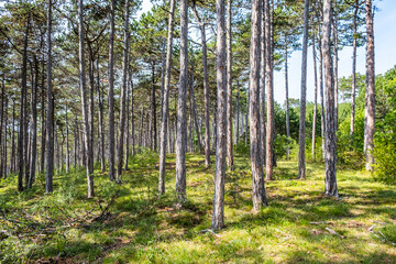 trees in summer forest