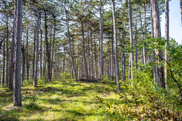 Obraz premium green trees in spring forest