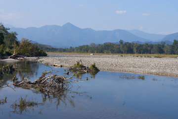 Driftwood in the Kameng river in Arunachal Pradesh, India
