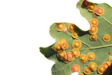 Oak leaf with galls caused by Neuroterus quercusbaccarum insect (family Cynipidae), isolated on...