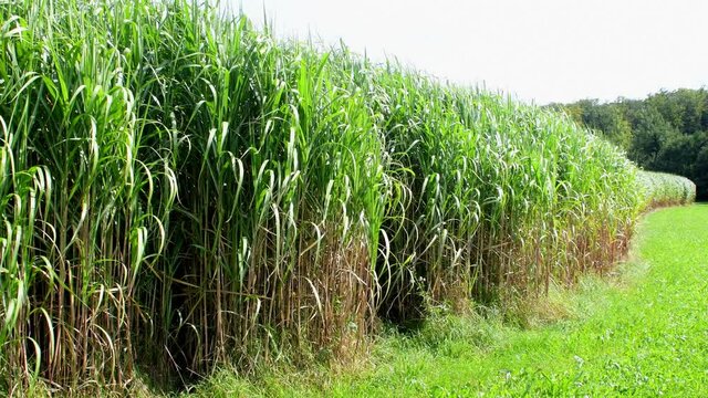 field of switch grass in autumn with sound of wind