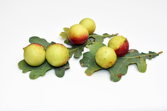 Oak leaves with big galls caused by Cynips quercusfolii insect (family Cynipidae), white background