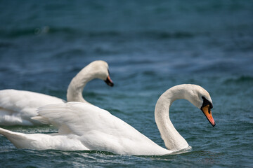 Obraz premium Two beautiful white swans float on the waves of the lake. Birds that know how to love. Beauty of nature. Close-up.