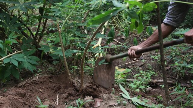 Man farmer harvesting fresh organic tapioca working in field Indian rural village farmland 4K video footage. agriculture home farm garden  planting cassava farms Kerala Tamil Nadu India 